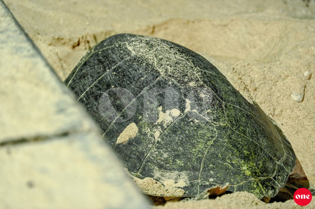 One Photos - tmjzYsFyqZckVvEmTnFwNGaSD.JPG